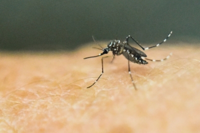 Um mosquito Aedes aegypti &eacute; visto em um laborat&oacute;rio, em Cali, Col&ocirc;mbia, no dia 25 de janeiro de 2016