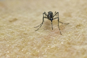Um mosquito Aedes aegypti &eacute; visto em um laborat&oacute;rio, em Cali, Col&ocirc;mbia, no dia 25 de janeiro de 2016