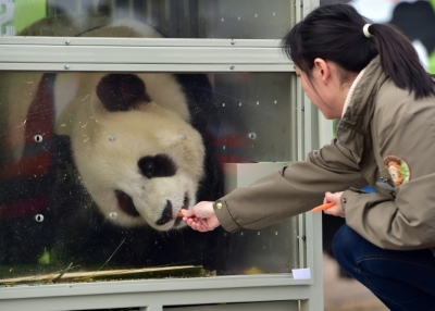 Tratadora alimenta um panda presenteado pela China, no terminal de cargas do Aeroporto Internacional Incheon, na Coreia do Sul