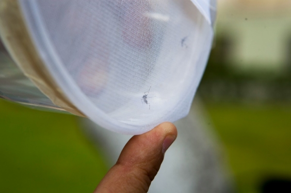 Mosquitos Aedes aegipty s&atilde;o vistos em Lima, no dia 27 de janeiro de 2016