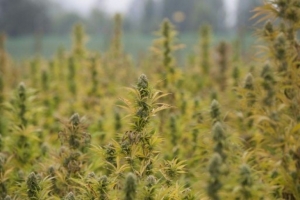 Panor&acirc;mica da "Terra sagrada", a maior planta&ccedil;&atilde;o legal de maconha da Am&eacute;rica Latina, em Linares, no Chile, em 22 de mar&ccedil;o de 2016