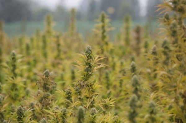 Panor&acirc;mica da "Terra sagrada", a maior planta&ccedil;&atilde;o legal de maconha da Am&eacute;rica Latina, em Linares, no Chile, em 22 de mar&ccedil;o de 2016