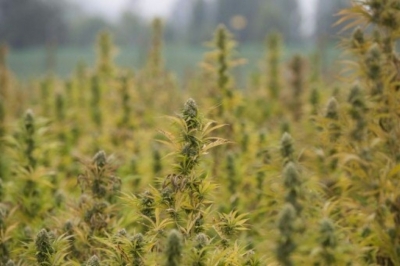 Panor&acirc;mica da "Terra sagrada", a maior planta&ccedil;&atilde;o legal de maconha da Am&eacute;rica Latina, em Linares, no Chile, em 22 de mar&ccedil;o de 2016