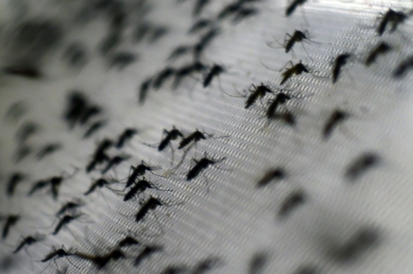 A dengue &eacute; uma doen&ccedil;a com 400 milh&otilde;es de novas infec&ccedil;&otilde;es por ano