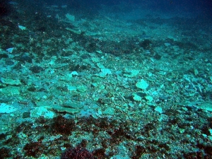 (Arquivo) Um total de 18 esp&eacute;cies marinhas est&atilde;o esgotadas ou superexploradas no Chile