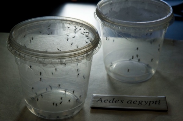 Mosquitos Aedes aegypti mantidos em recipientes no laborat&oacute;rio do Instituto de Ci&ecirc;ncias Biom&eacute;dicas da Universidade de S&atilde;o Paulo em 8 de janeiro de 2016