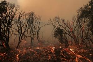 (Arquivo) Uma floresta em chamas ap&oacute;s inc&ecirc;ndio perto do lago Hughes, em 1&ordm; de junho de 2013 na Calif&oacute;rnia, nos Estados Unidos