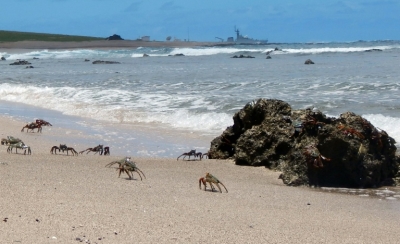 (Arquivo) Imagens de aratus-vermelhos, uma esp&eacute;cie de caranguejo, na Praia das Tartarugas, na Ilha da Trindade, em 29 de novembro de 2015