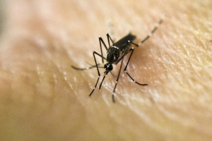 (Arquivo) Cinco beb&ecirc;s nasceram com microcefalia associada ao zika v&iacute;rus na Col&ocirc;mbia desde outubro