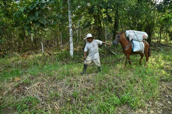 Um campon&ecirc;s &eacute; visto em La Hormiga, Col&ocirc;mbia, no dia 22 de janeiro de 2016