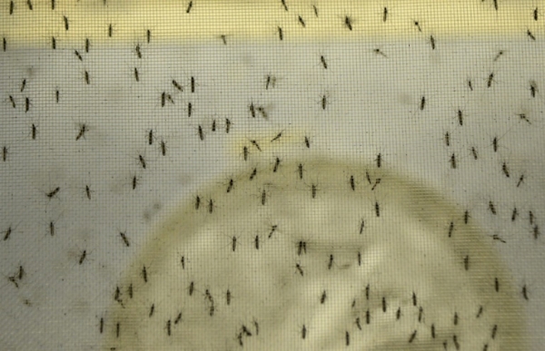 Mosquitos Aedes aegypti s&atilde;o vistos em um laborat&oacute;rio, em Medell&iacute;n, no dia 25 de janeiro de 2016