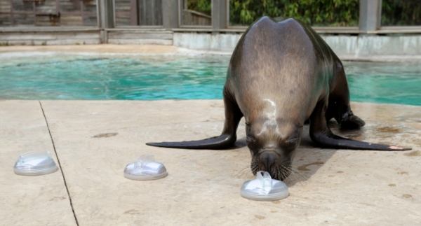 (Arquivo) O le&atilde;o marinho Watson, em Amn&eacute;ville, Fran&ccedil;a, no dia 23 de junho de 2014