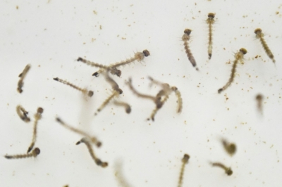 (Arquivo) Larvas do mosquito Aedes aegypti s&atilde;o vistos em Cali, Col&ocirc;mbia, no dia 25 de janeiro de 2016