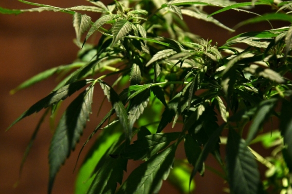 (Arquivo) Uma planta de maconha &eacute; vista em Bogot&aacute;, no dia 22 de dezembro de 2015