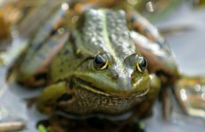 (Arquivo) A venda de sapos e r&atilde;s vai de vento em popa na Argentina, &agrave; medida que crescem os alertas pelos v&iacute;rus da dengue e da zika, e enquanto o governo admite que o mosquito desenvolveu resist&ecirc;ncia &agrave; pulveriza&ccedil;&atilde;o