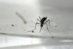 Um mosquito Aedes Aegypti &eacute; visto em um laborat&oacute;rio, em San Salvador, no dia 27 de janeiro de 2016