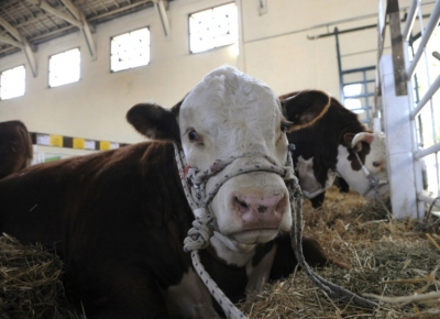 (Arquivo) Uma vaca &eacute; vista durante exposi&ccedil;&atilde;o, em Montevid&eacute;u, no dia 17 de setembro de 2009
