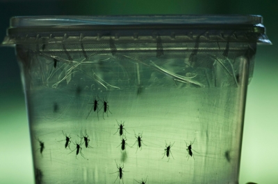 (Arquivo) O Equador confirmou 22 casos de zika e garantiu que h&aacute; 67 suspeitos, embora nenhum deles tenha ocorrido em mulheres gr&aacute;vidas, informou nesta sexta-feira a ministra equatoriana da Sa&uacute;de Margarita Guevara