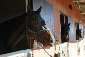 (Arquivo) Cavalas s&atilde;o vistos em Canelones, Uruguai, no dia 19 de maio de 2012