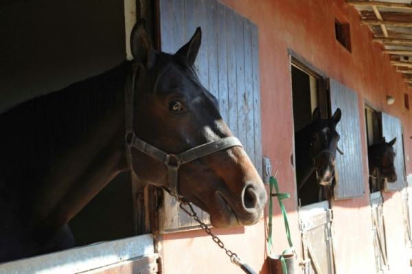 (Arquivo) Cavalas s&atilde;o vistos em Canelones, Uruguai, no dia 19 de maio de 2012