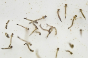 (Arquivo) Larvas do mosquito Aedes aegypti s&atilde;o vistos em Cali, Col&ocirc;mbia, no dia 25 de janeiro de 2016