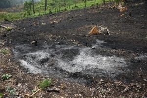 Regi&atilde;o queimada na Biosfera Maya, no departamento de P&eacute;ten, Guatemala, no dia 5 de junho de 2016