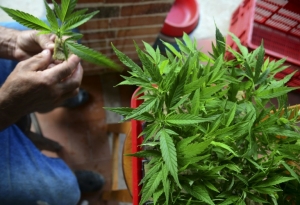 Plantas de maconha s&atilde;o vistas no munic&iacute;pio de Sabaneta, pr&oacute;ximo a Medell&iacute;n, no dia 23 de novembro de 2015