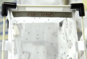 Mosquitos Aedes aegypti s&atilde;o vistos em um laborat&oacute;rio de Seibersdorf, &Aacute;ustria, no dia 10 de fevereiro de 2016